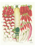 Radish