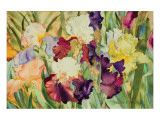 Elegant Irises