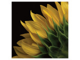 Sunflower VI