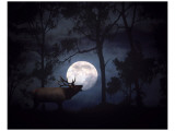 All is Calm  All is Bright