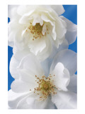 A Pair of White Roses