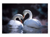 Swans