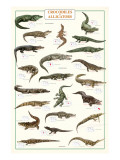 Crocodiles and Alligators
