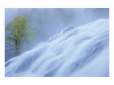 Bond Falls Misty Tree
