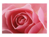 Rose Pink I