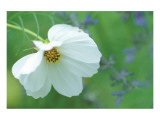 White Cosmos