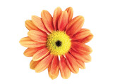 Orange Gerbera