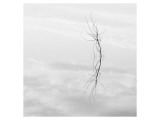 Twig Hyatt Lake