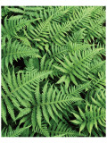 Beaver River Ferns