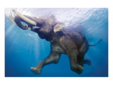 Elephant Underwater