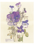 Wild Pansy