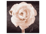 Ranunculus