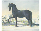 Horse Le Napolitain