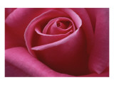Rose Pink II