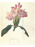 Rhodendron
