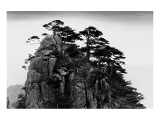 Stange Pines  Huangshan  China