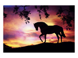 Black Stallion
