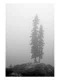 Two Trees on Mount Washington