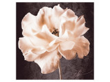 Antique Rose