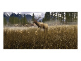 Misty Elk