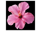 Pink Hibiscus