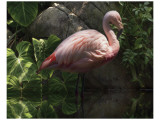 Dark Flamingo