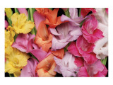 Gladiolus IV