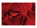 Rose Red