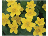 Marsh Marigolds