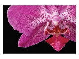 Phal IX