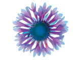 Blue Gaillardia