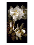 White Flowers Delight I