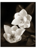 Magnolia I