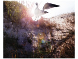 Born Again