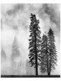 Yosemite Misty Pines Black and White