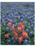 Bluebonnets II