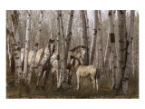 Birchwood Family