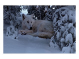 Snowy Wolf