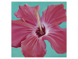Coral Hibiscus