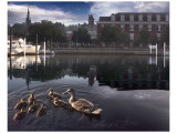 New Born Crossing