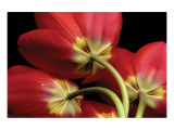 Tulips IV