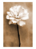 White Rose in Sepia