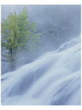 Bond Falls Misty Tree