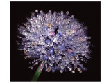 Intricate Detail of Nature's Perfection