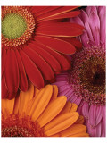 Gerbera Trio