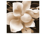 Magnolia Close Up II