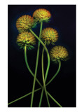 Gaillardia Gone to Seed