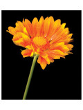 Gaillardia Grandiflora