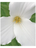 Trillium IX