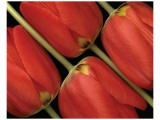 Tulips III
